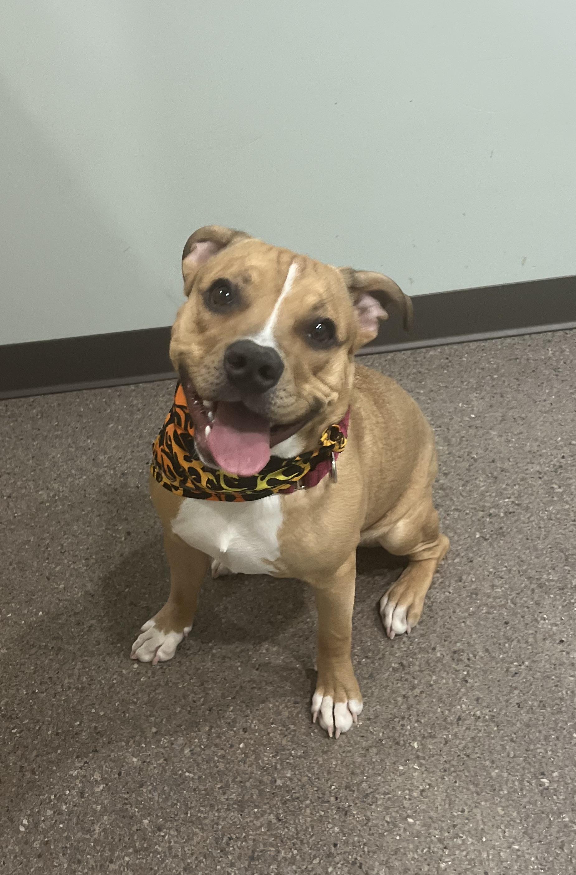 Enlarge Scrappy Doo, an adoptable mixed breed in Sault Sainte Marie, MI image 2/3