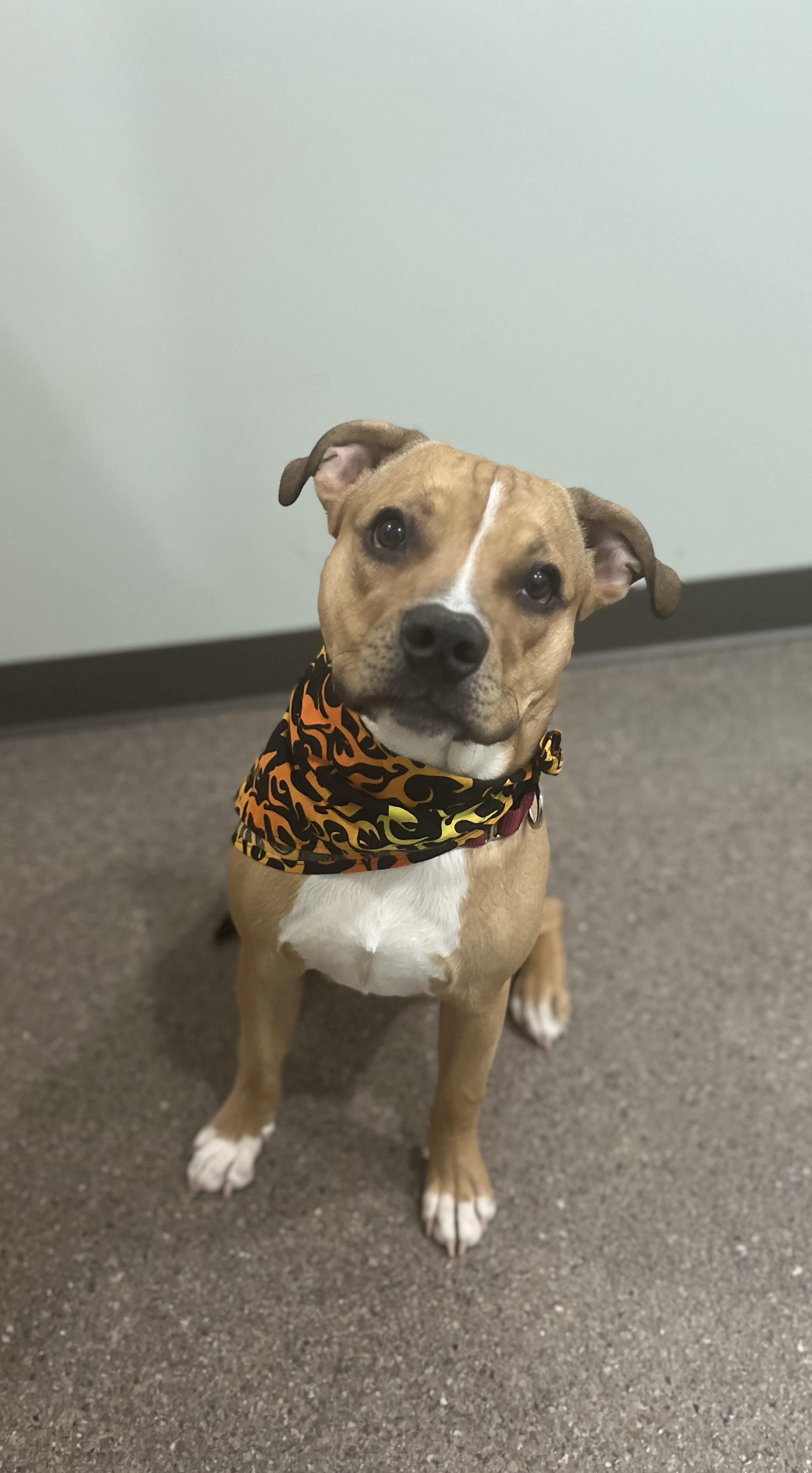 Enlarge Scrappy Doo, an adoptable mixed breed in Sault Sainte Marie, MI image 3/3