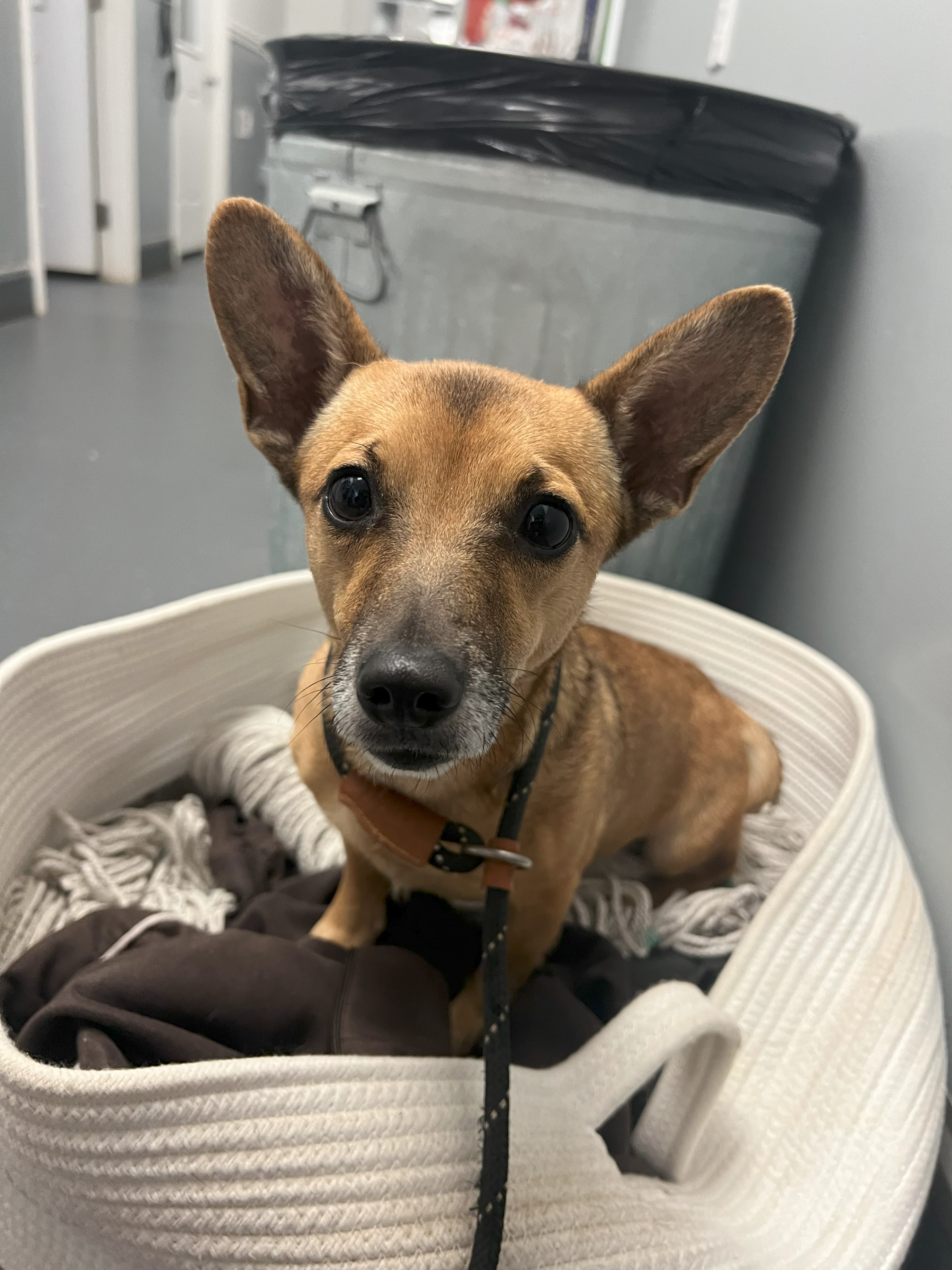 Enlarge Pico, a Adopted mixed breed in Ona, WV image 1/1