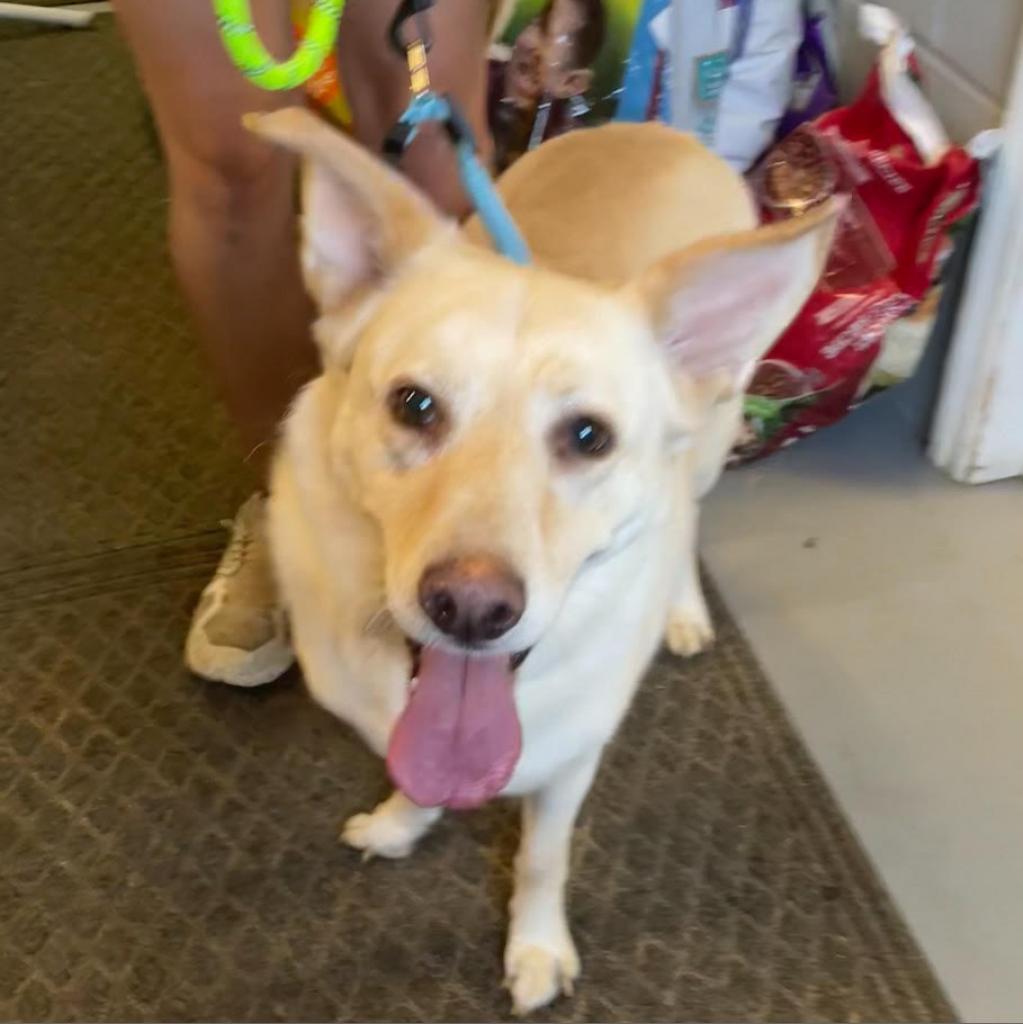 Polly, Adoptable, Senior Female Labrador Retriever.