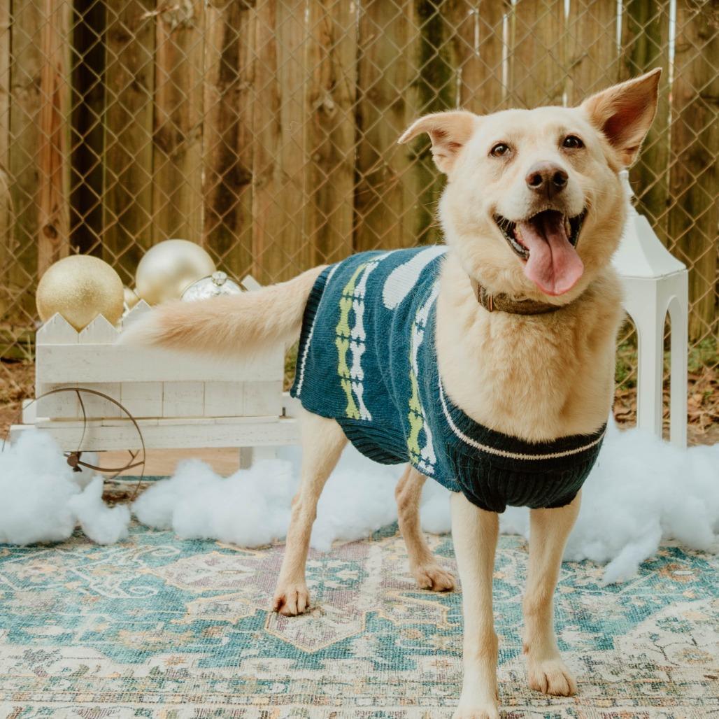 Enlarge Polly, a Adoptable Labrador Retriever in Enterprise, AL image 2/5