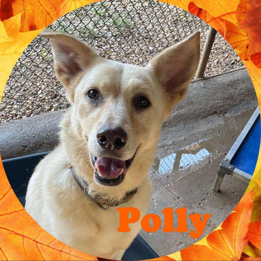 Enlarge Polly, a Adoptable Labrador Retriever in Enterprise, AL image 3/5