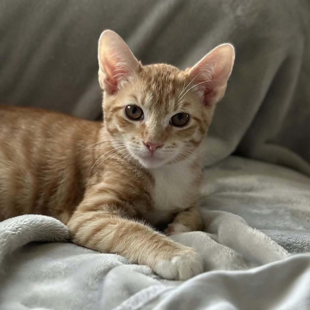 Swedish Meatball, Adoptable, Kitten Male Domestic Short Hair.