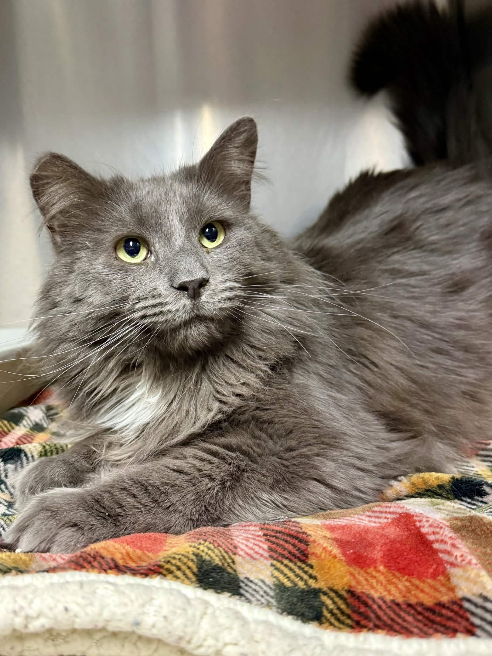 Toby, Adoptable, Adult Male Domestic Long Hair.