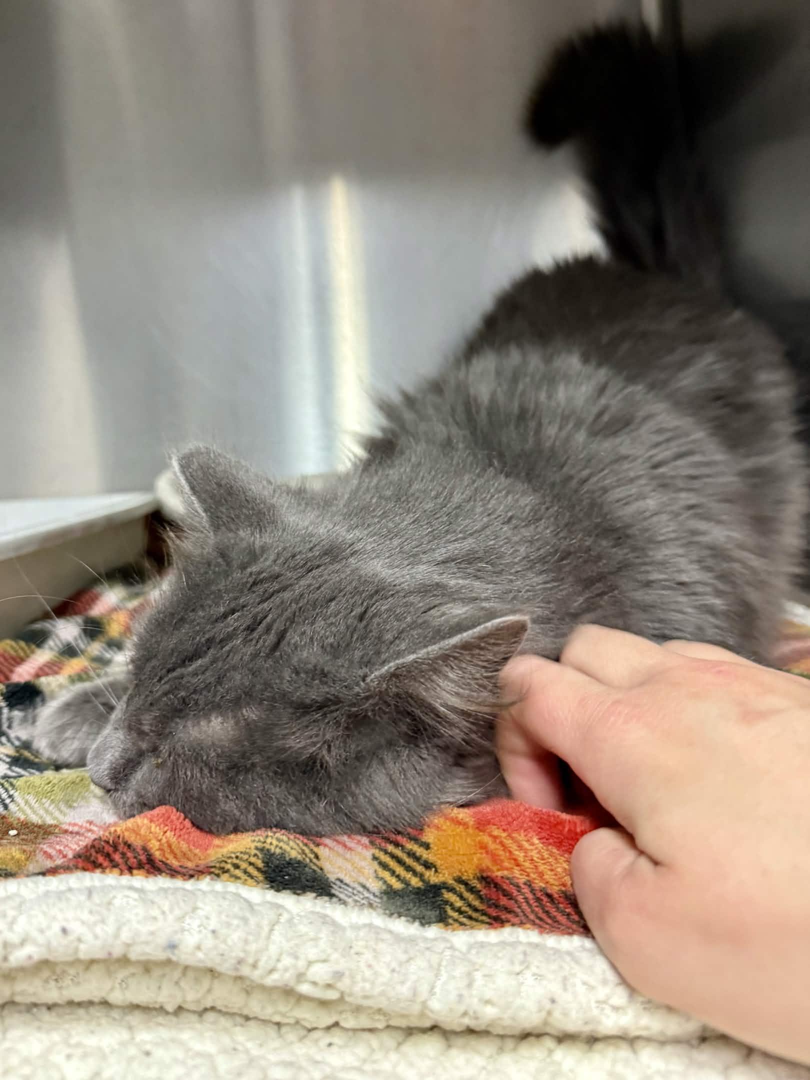 Enlarge Toby, a Adoptable Domestic Long Hair in Exeter, RI image 2/2