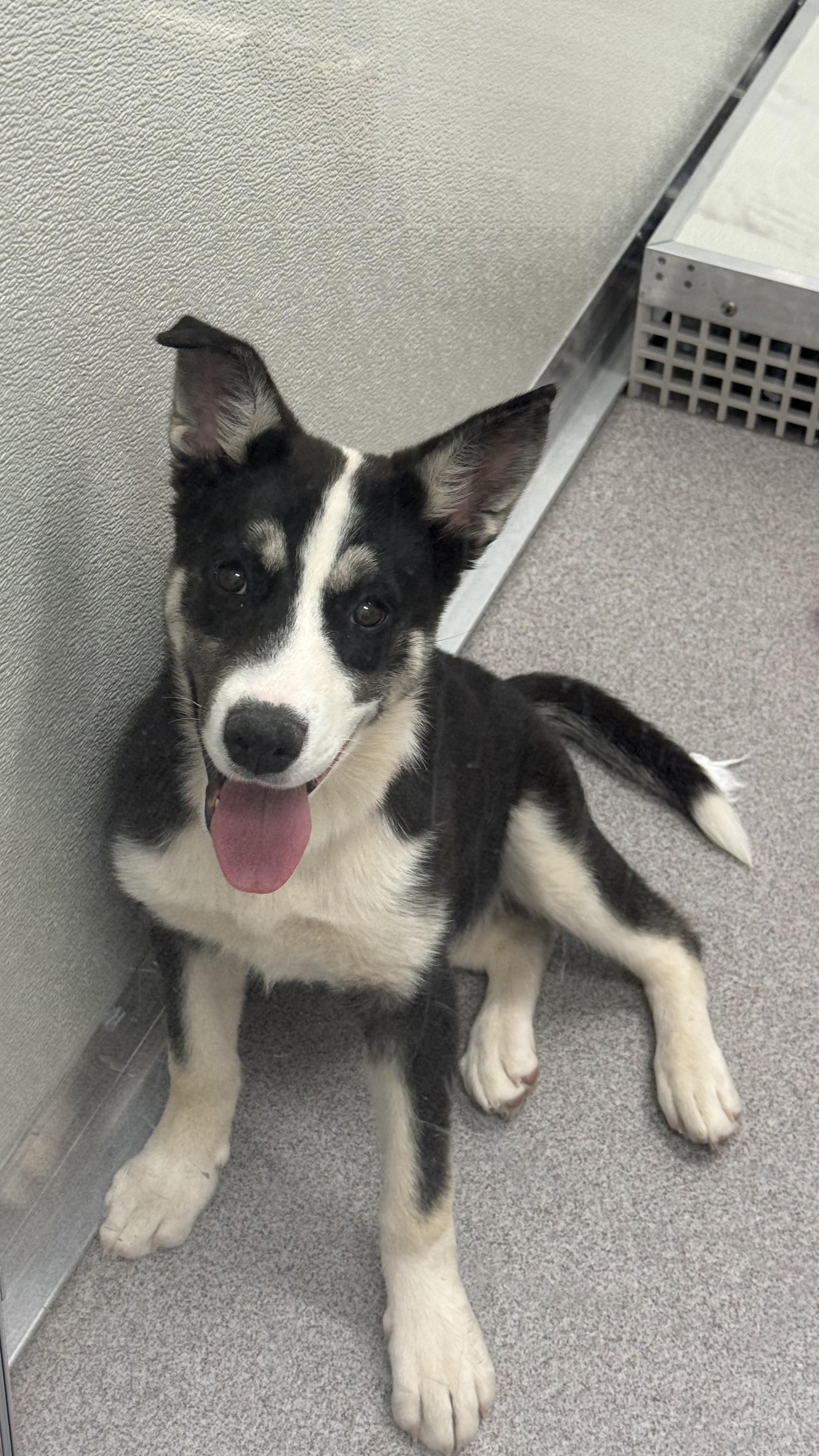 Maeve, a Adoptable mixed breed in Phoenix, AZ image 1/4