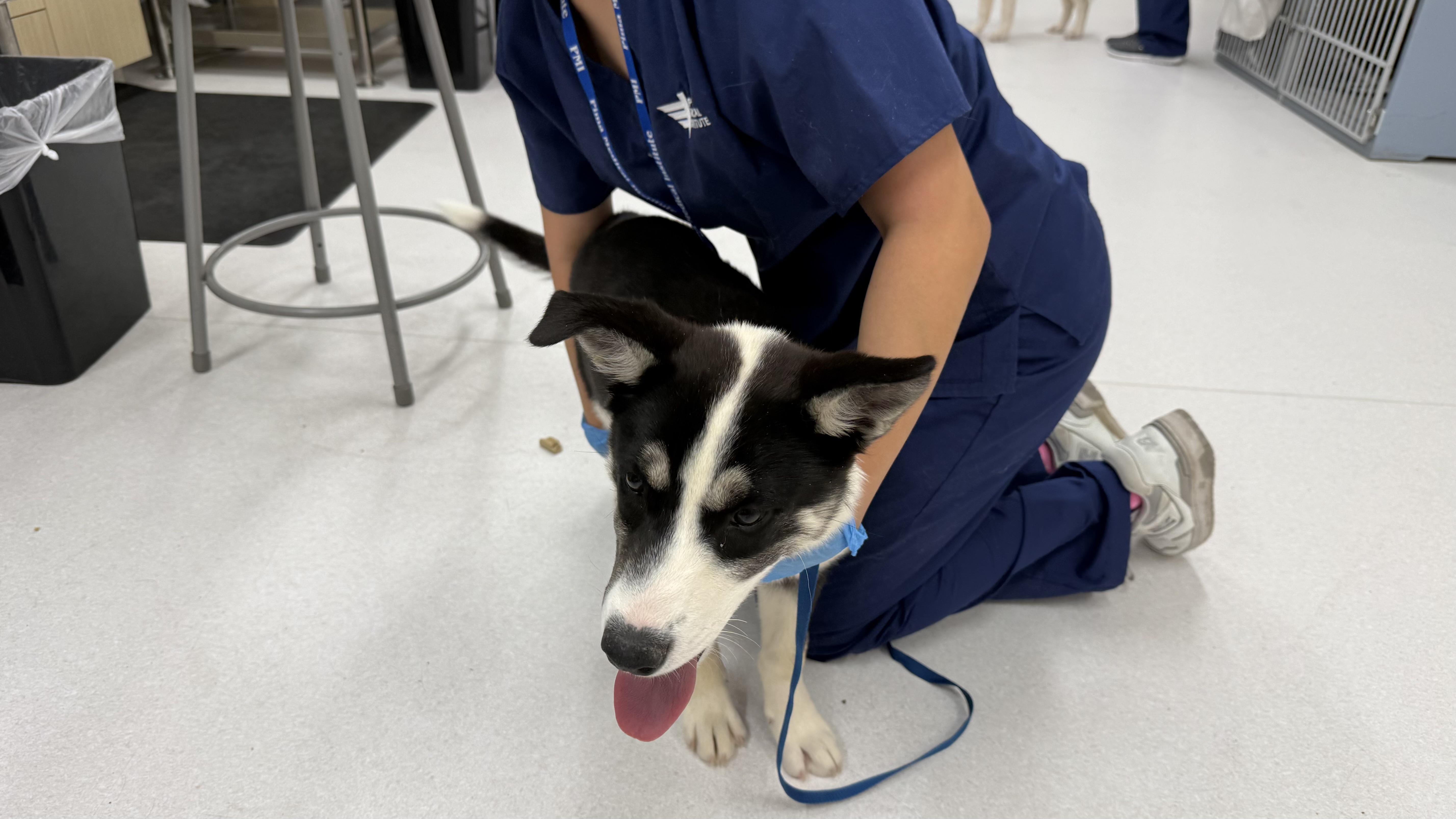 Maeve, a Adoptable mixed breed in Phoenix, AZ image 2/4