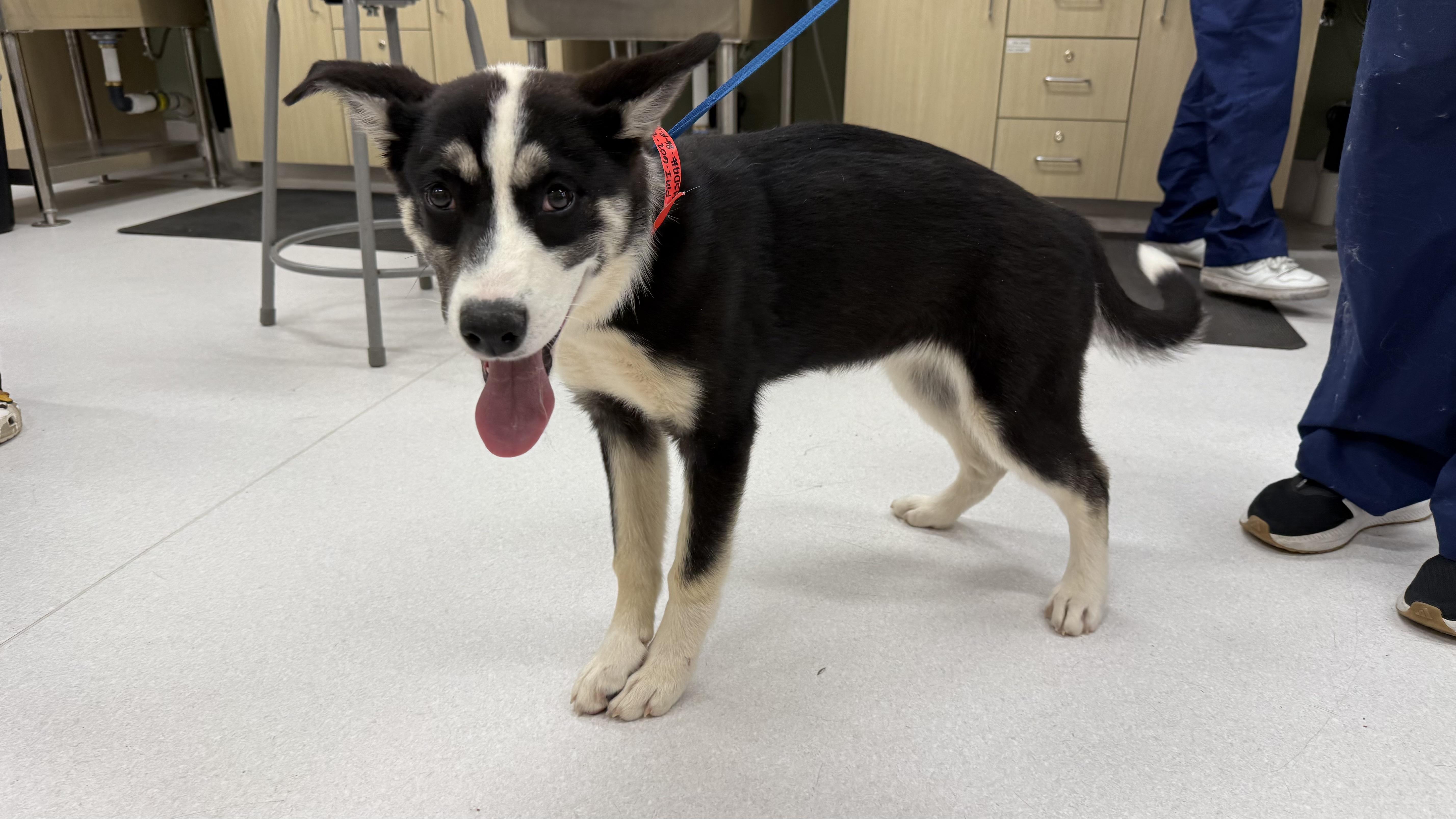 Maeve, a Adoptable mixed breed in Phoenix, AZ image 3/4