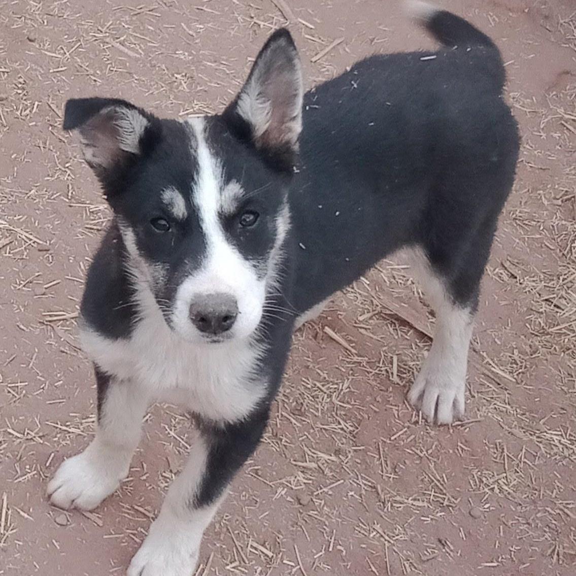 Maeve, a Adoptable mixed breed in Phoenix, AZ image 4/4