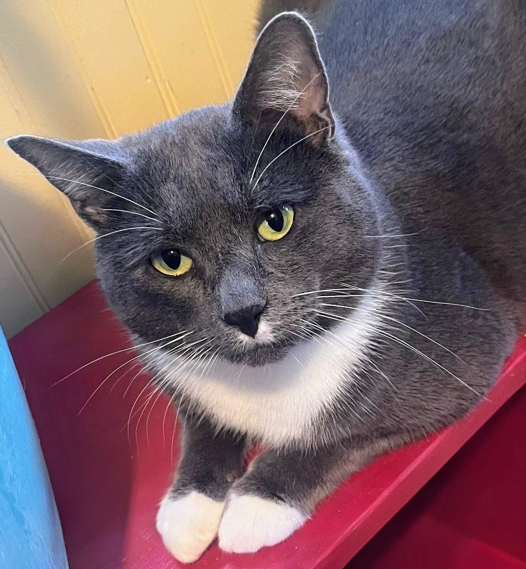 Enlarge Waylon, an adopted mixed breed in Bow, WA image 2/3