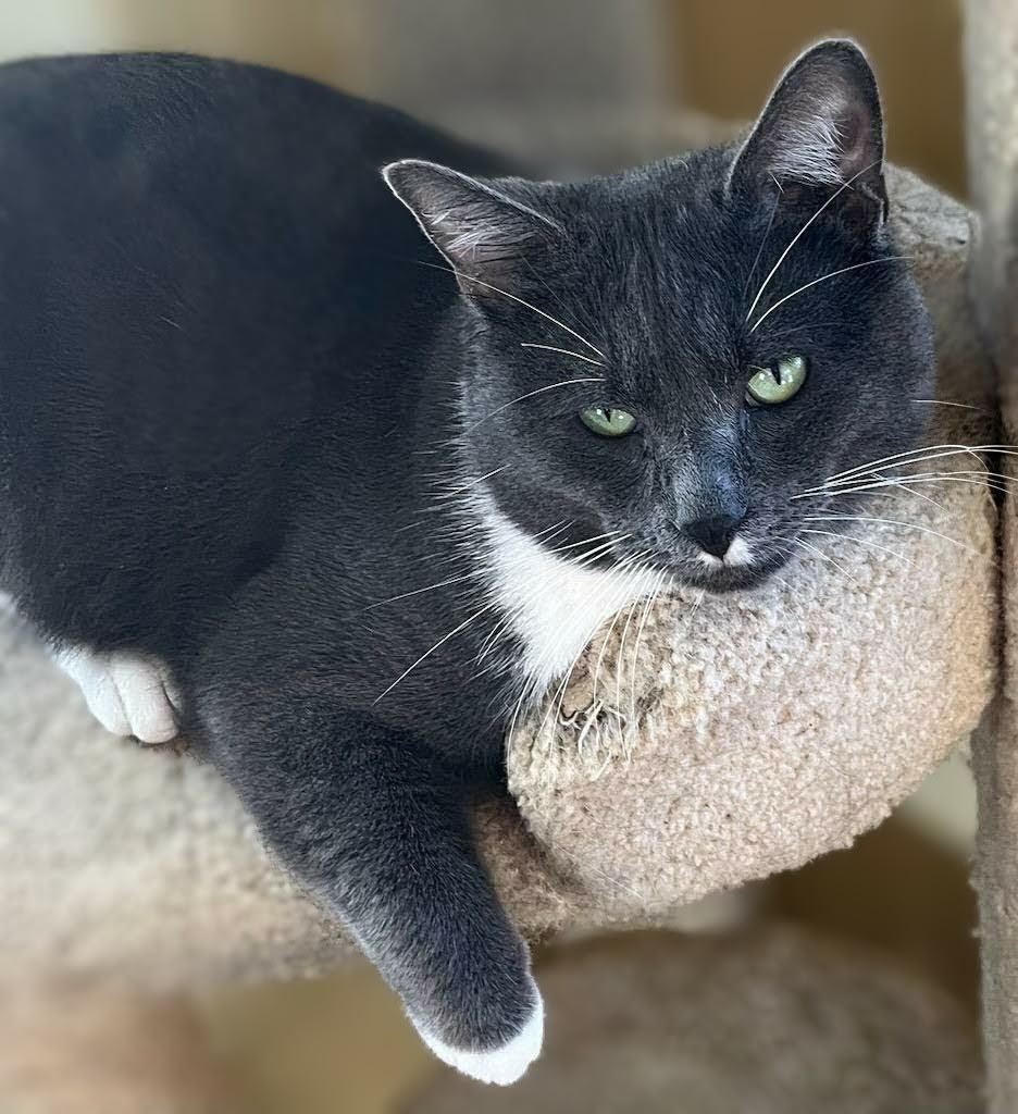 Enlarge Waylon, an adopted mixed breed in Bow, WA image 3/3