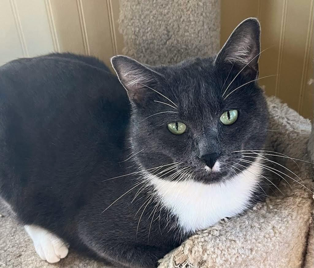 Waylon, adopted, Young Male Russian Blue & British Shorthair.
