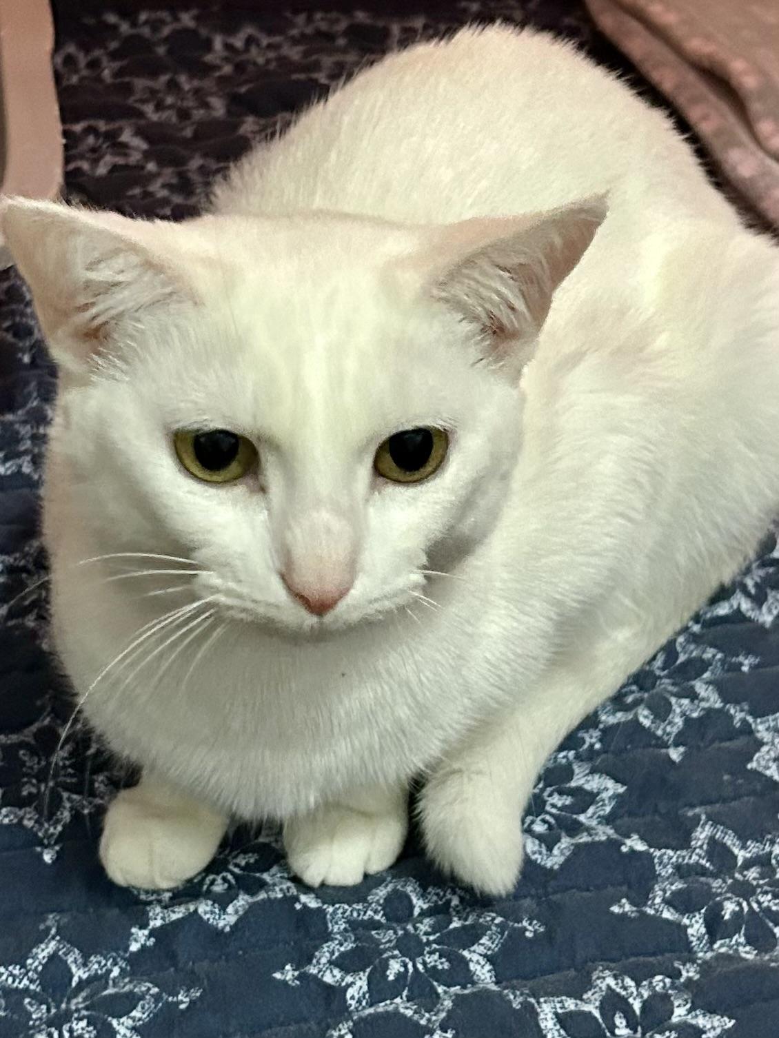 Enlarge Snow, a ADOPTABLE Domestic Short Hair in Murfreesboro, TN image 3/4