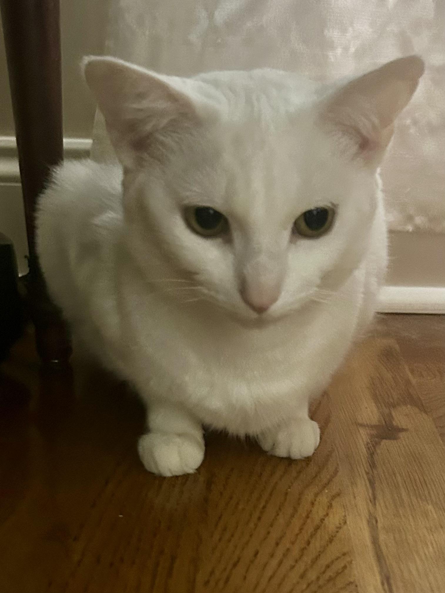 Enlarge Snow, a ADOPTABLE Domestic Short Hair in Murfreesboro, TN image 2/4