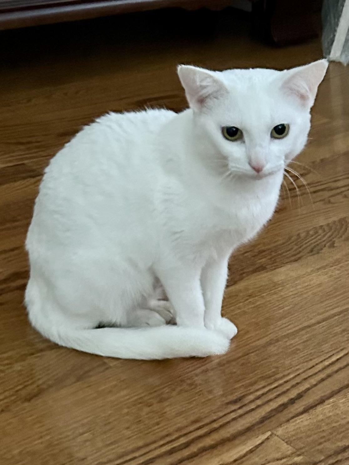 Enlarge Snow, a ADOPTABLE Domestic Short Hair in Murfreesboro, TN image 4/4