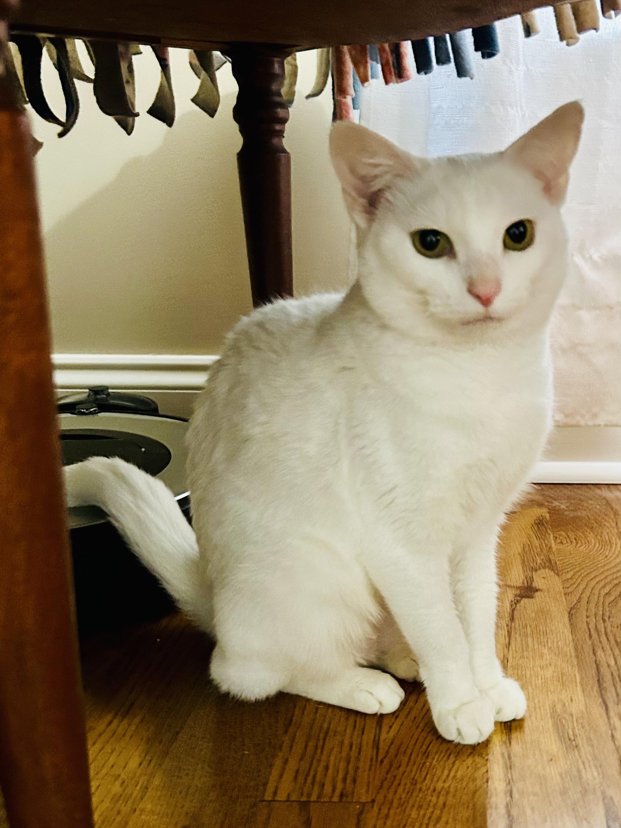 Snow, ADOPTABLE, Adult Female Domestic Short Hair.