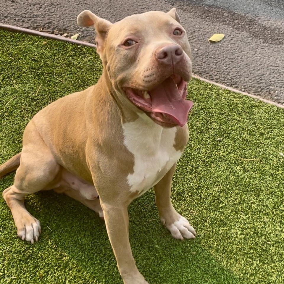 Finn, a Adoptable mixed breed in Los Angeles, CA image 5/6