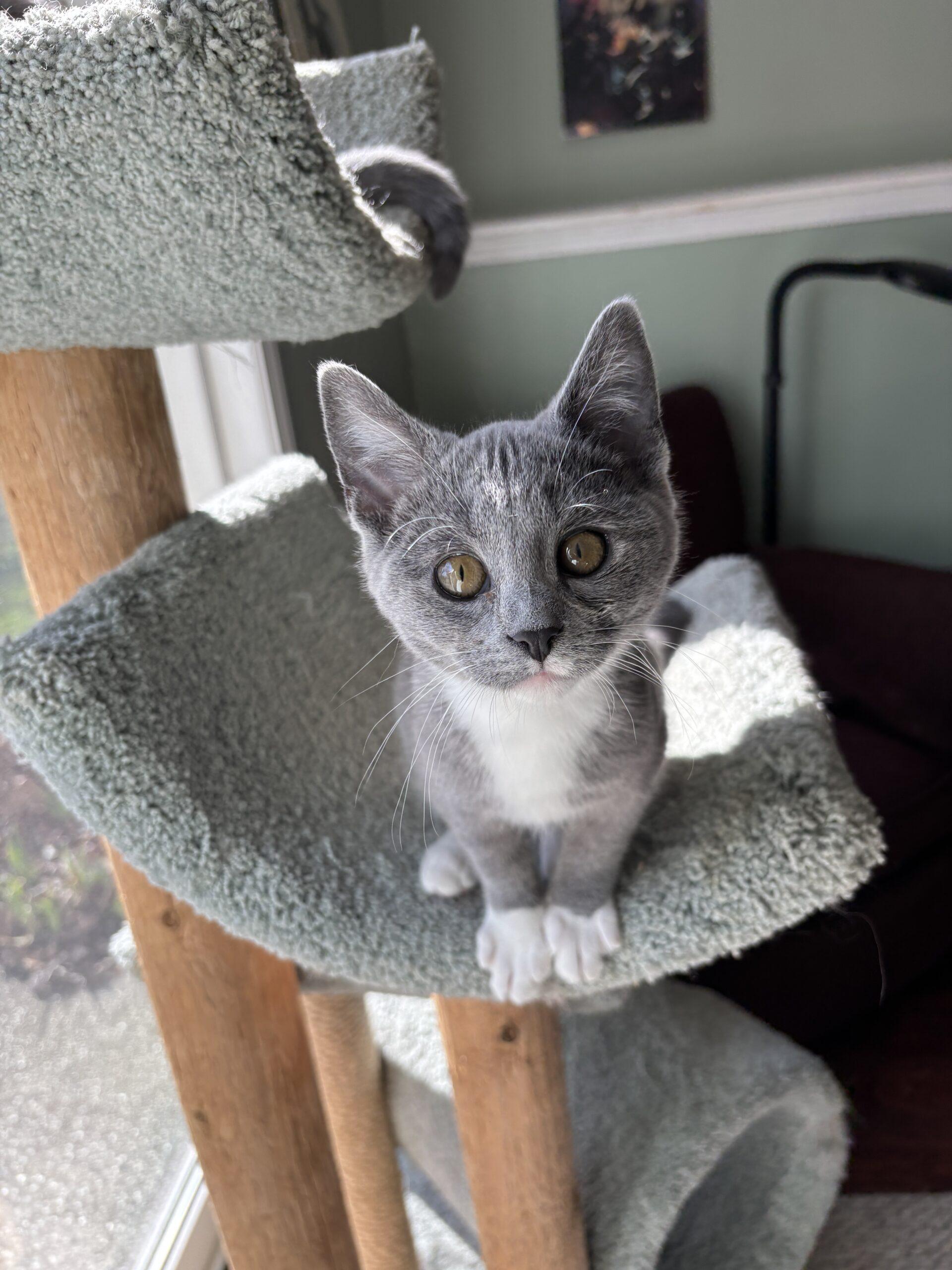 Enlarge Lilibet, a Adoptable Domestic Short Hair in Kenosha, WI image 1/6