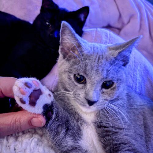 Lilibet, Adoptable, Kitten Female Domestic Short Hair.