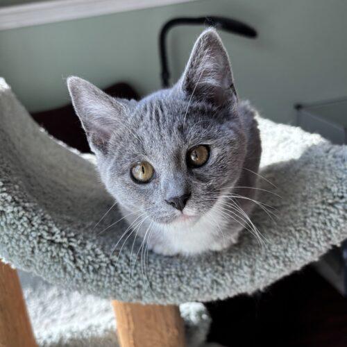 Enlarge Lilibet, a Adoptable Domestic Short Hair in Kenosha, WI image 3/6