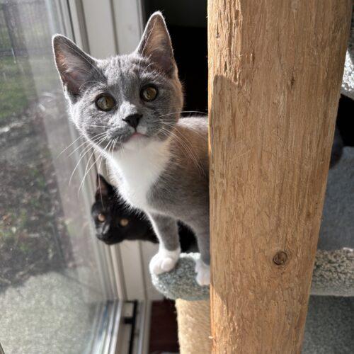 Enlarge Lilibet, a Adoptable Domestic Short Hair in Kenosha, WI image 4/6