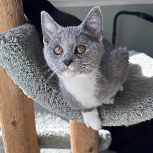 Enlarge Lilibet, a Adoptable Domestic Short Hair in Kenosha, WI image 5/6