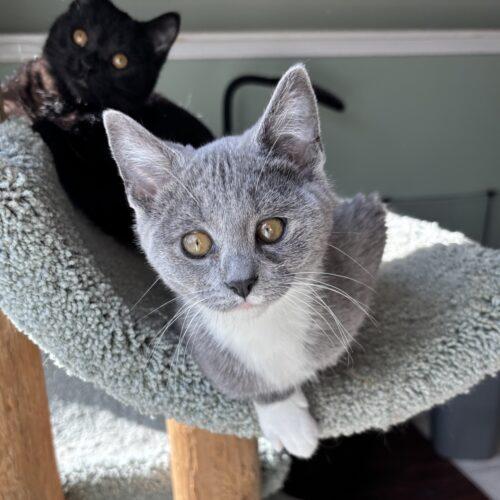 Enlarge Lilibet, a Adoptable Domestic Short Hair in Kenosha, WI image 6/6