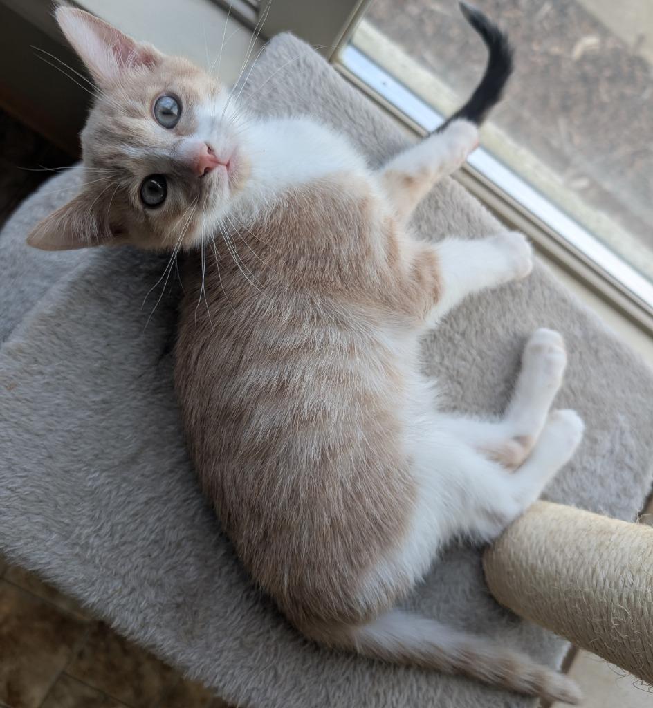 Enlarge Bread, a Adoptable mixed breed in Aberdeen, WA image 1/2