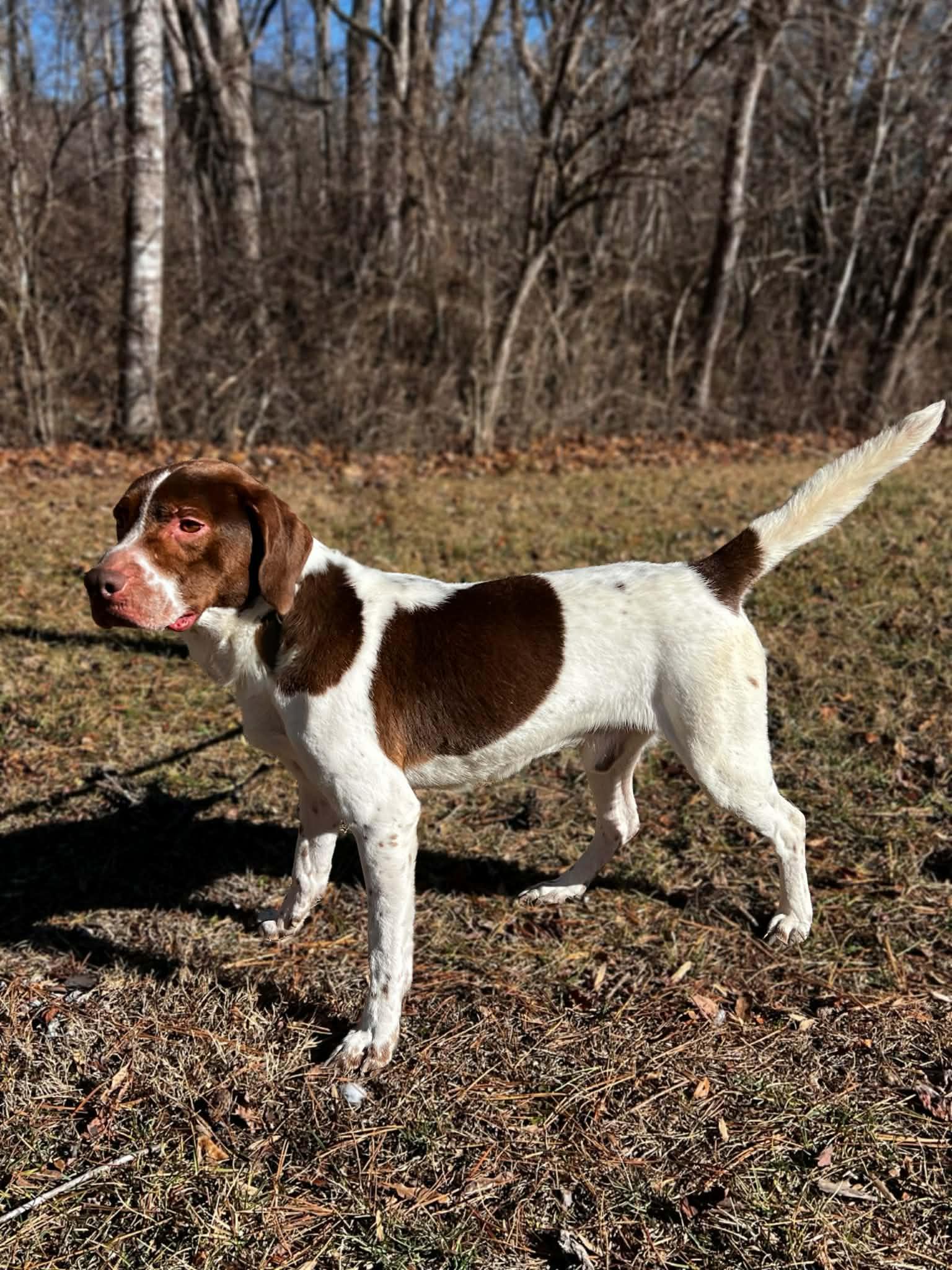 Enlarge Murphy, a ADOPTABLE mixed breed in Pearisburg, VA image 1/1
