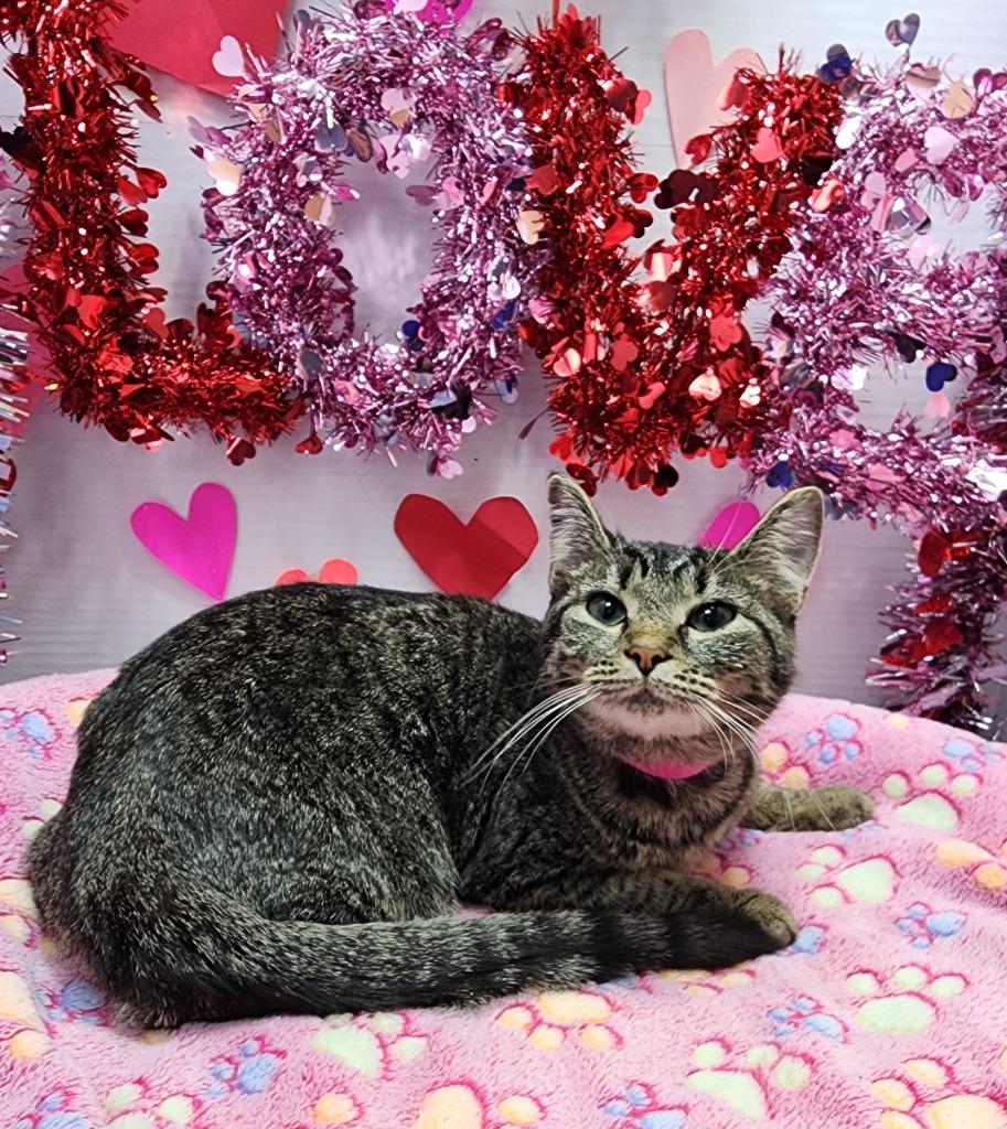 Wilma, Adoptable, Young Female Domestic Short Hair.