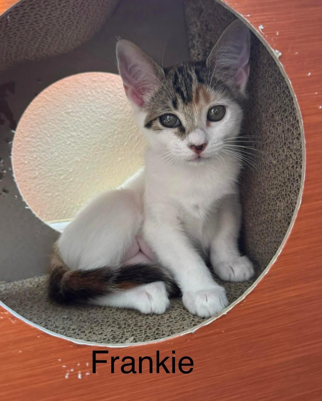 Frankie