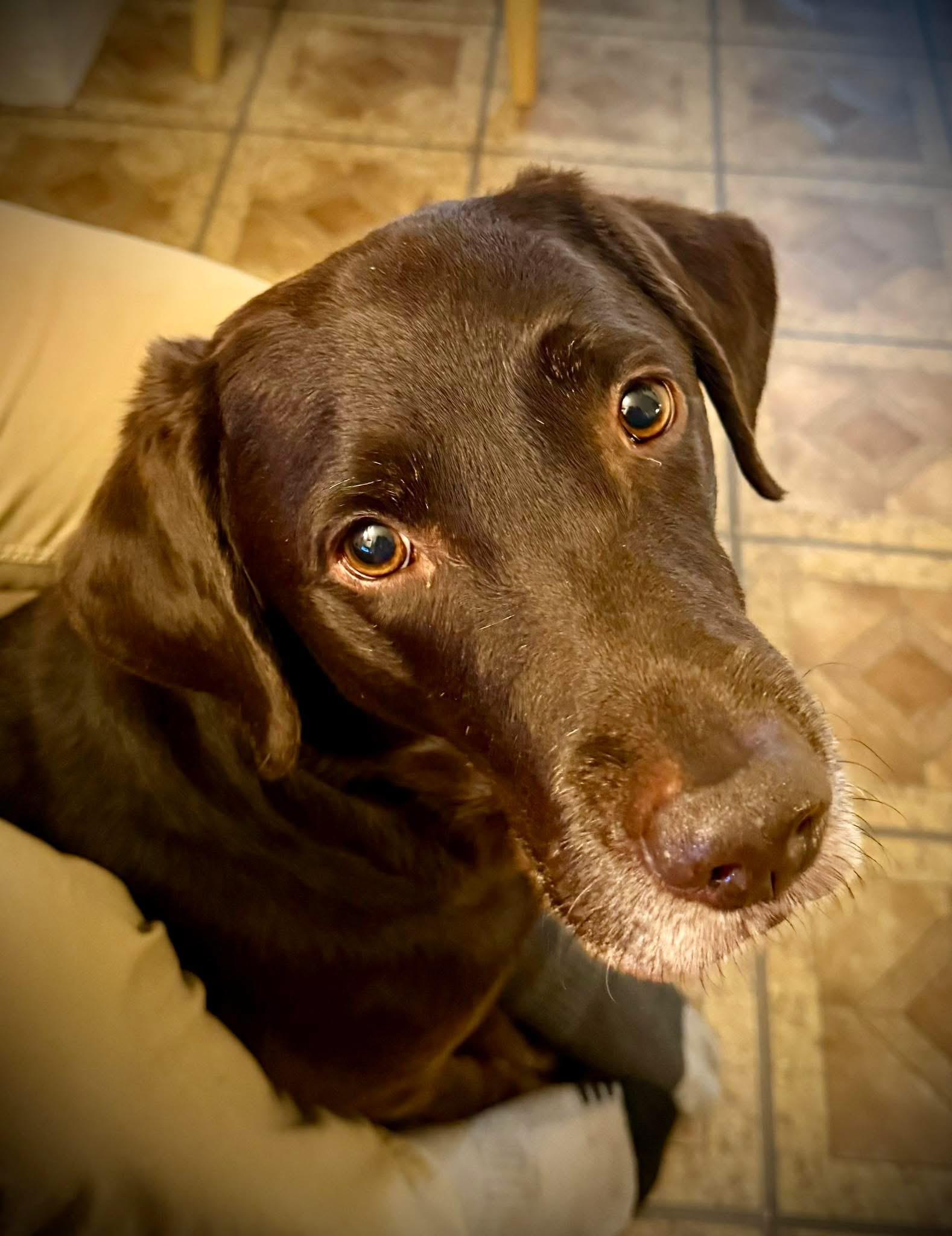 Enlarge Chase , a ADOPTABLE Chocolate Labrador Retriever in Jamesville, NY image 4/5