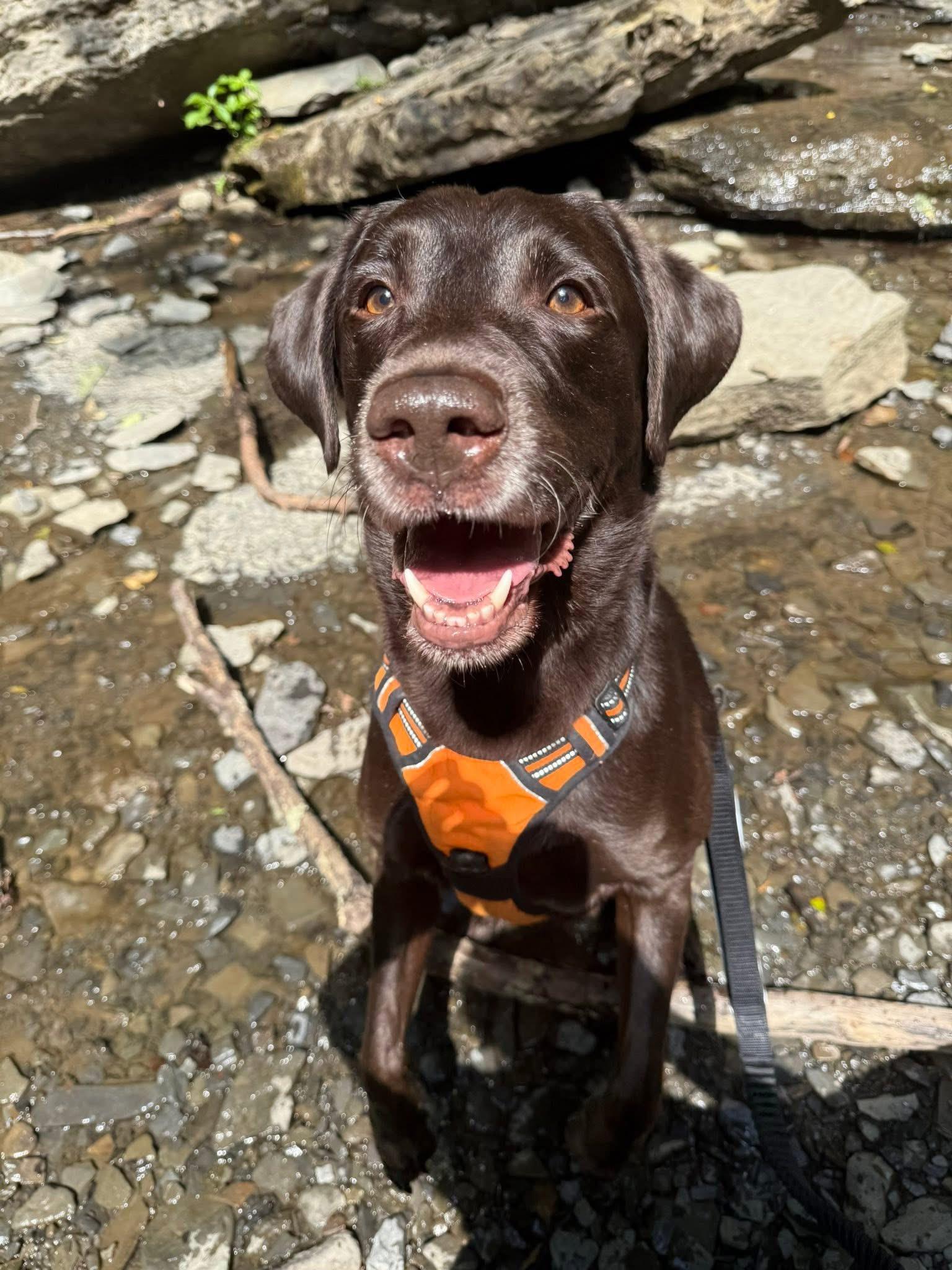 Enlarge Chase , a ADOPTABLE Chocolate Labrador Retriever in Jamesville, NY image 5/5