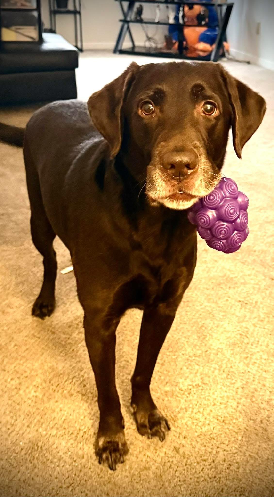 Enlarge Chase , a ADOPTABLE Chocolate Labrador Retriever in Jamesville, NY image 3/5