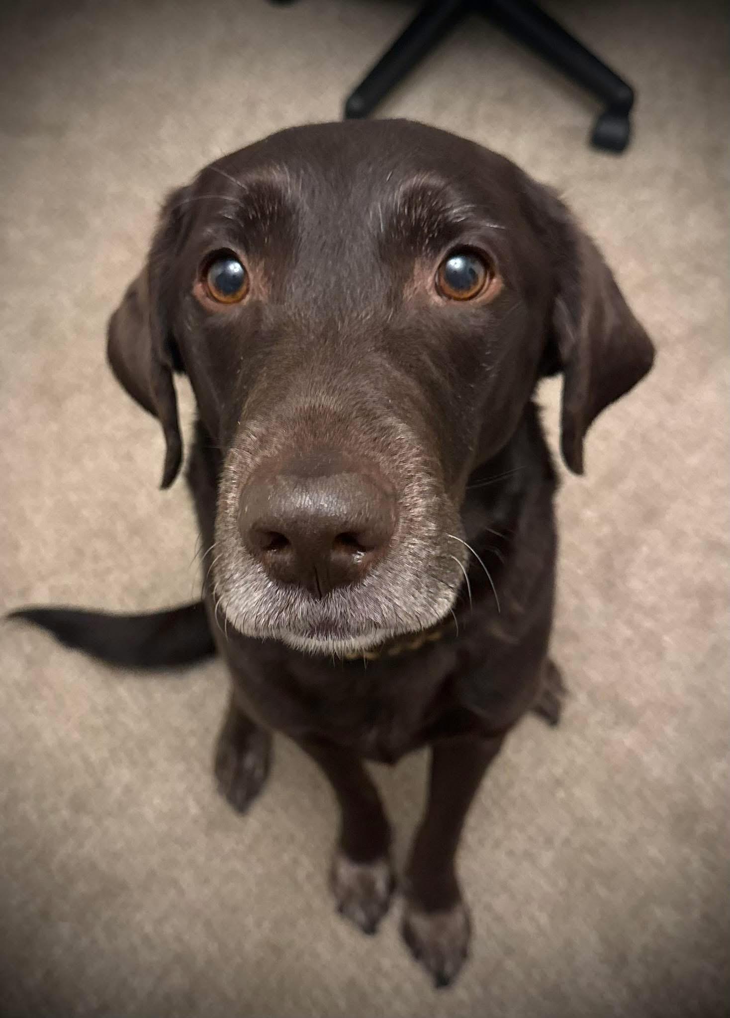 Enlarge Chase , a ADOPTABLE Chocolate Labrador Retriever in Jamesville, NY image 2/5