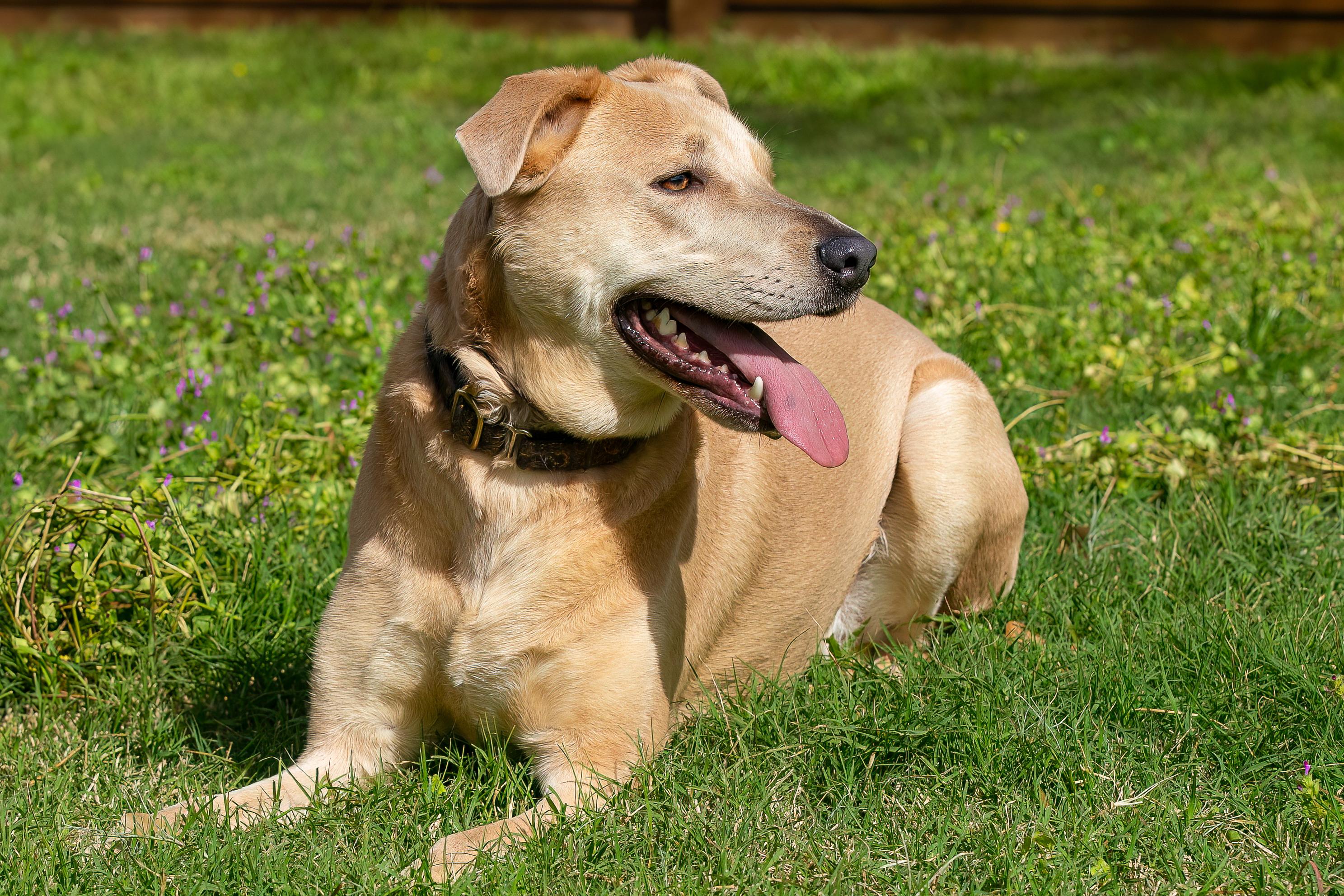 Enlarge Yote Bear, a Adoptable mixed breed in Seattle, WA image 2/6