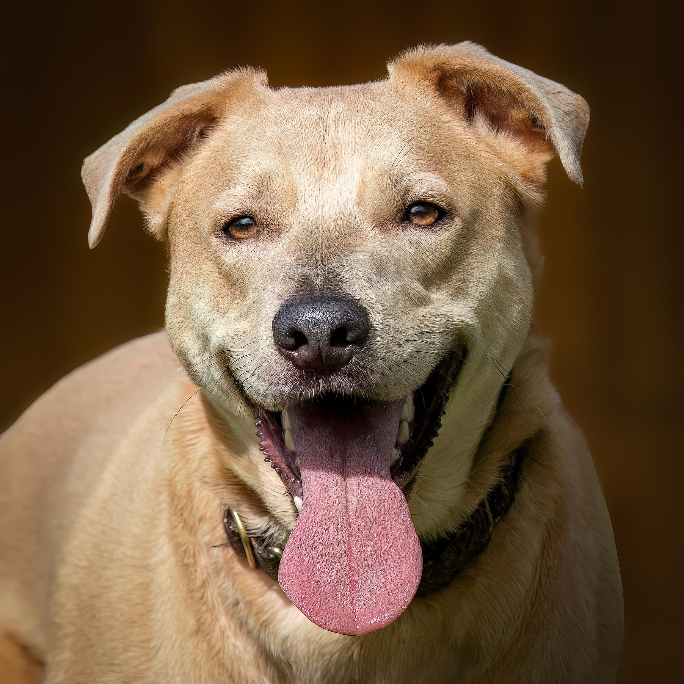 Enlarge Yote Bear, a Adoptable mixed breed in Seattle, WA image 1/6