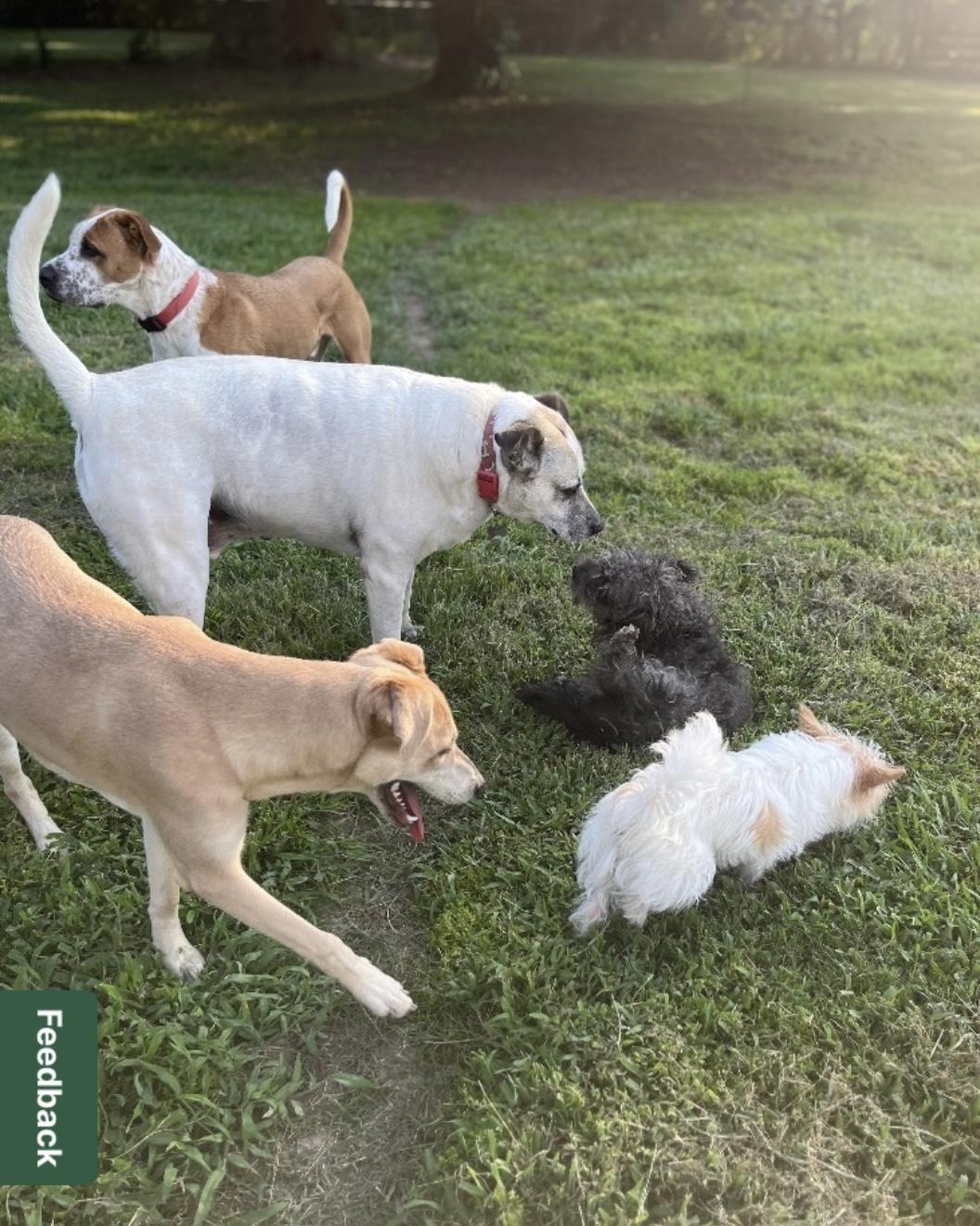 Enlarge Yote Bear, a Adoptable mixed breed in Seattle, WA image 6/6