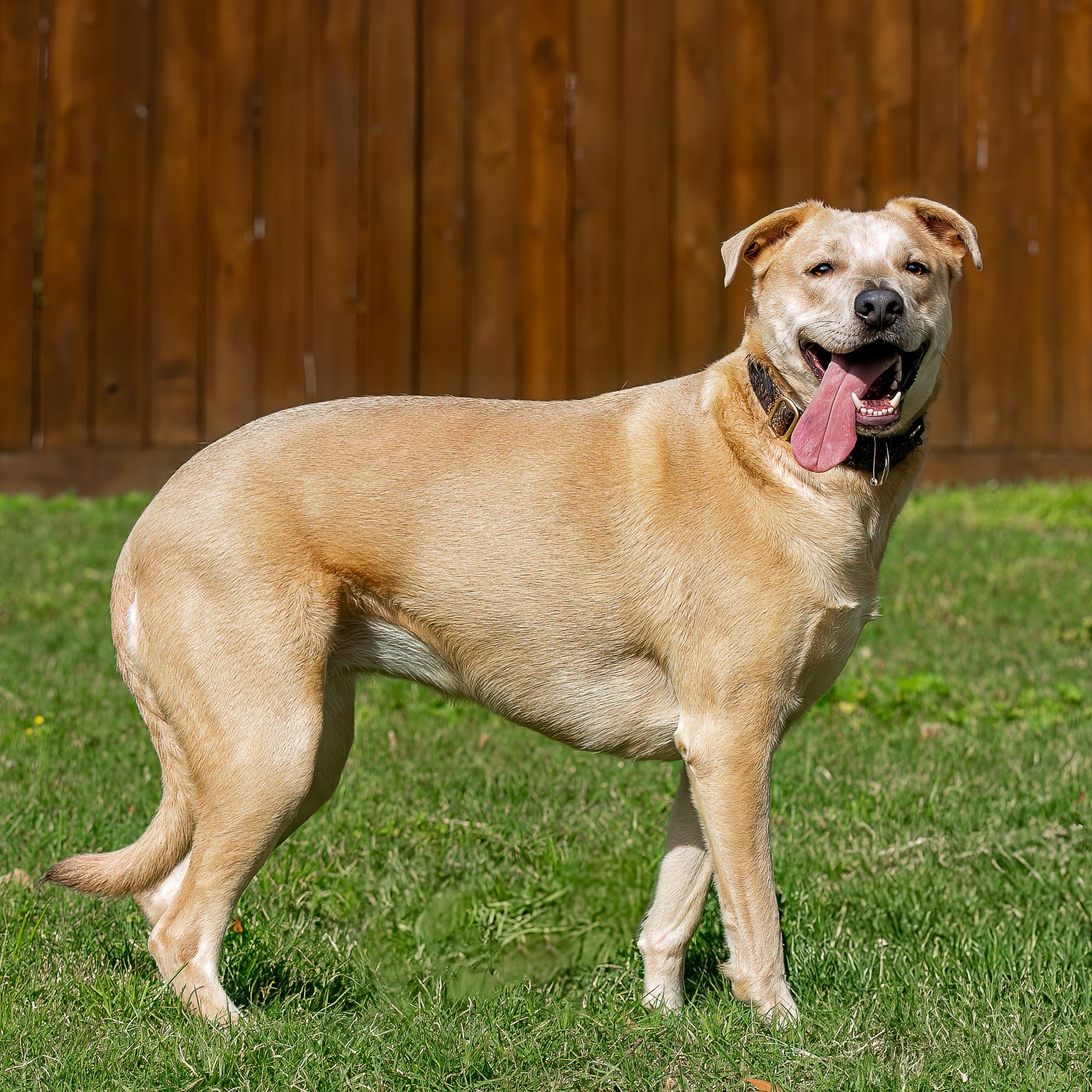 Enlarge Yote Bear, a Adoptable mixed breed in Seattle, WA image 5/6