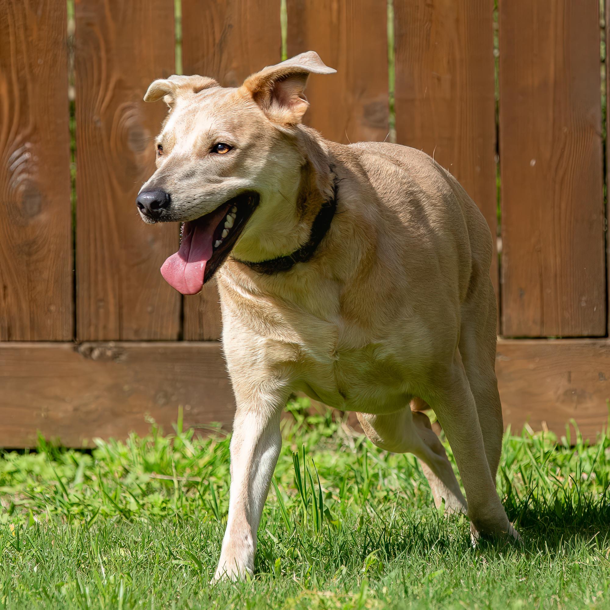 Enlarge Yote Bear, a Adoptable mixed breed in Seattle, WA image 4/6