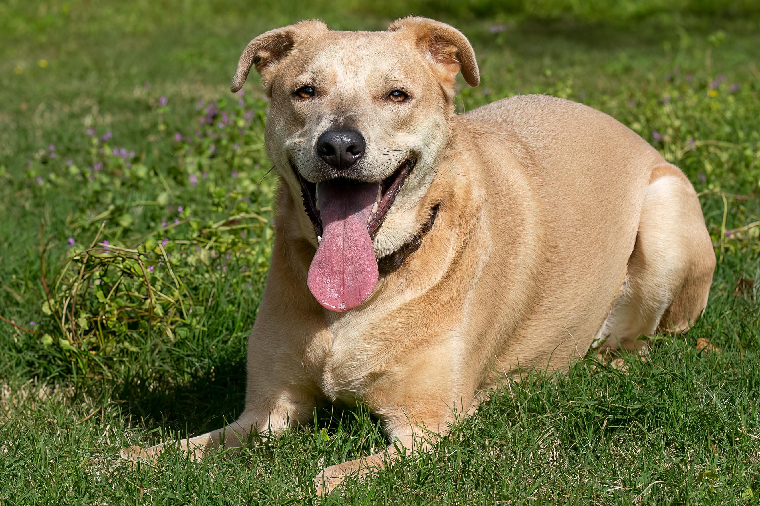 Enlarge Yote Bear, a Adoptable mixed breed in Seattle, WA image 3/6