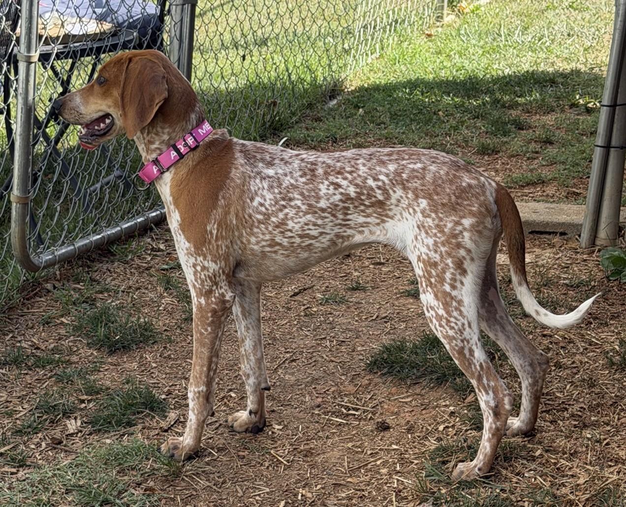 Enlarge Rachel, a Adopted Coonhound in Lexington, MA image 3/5