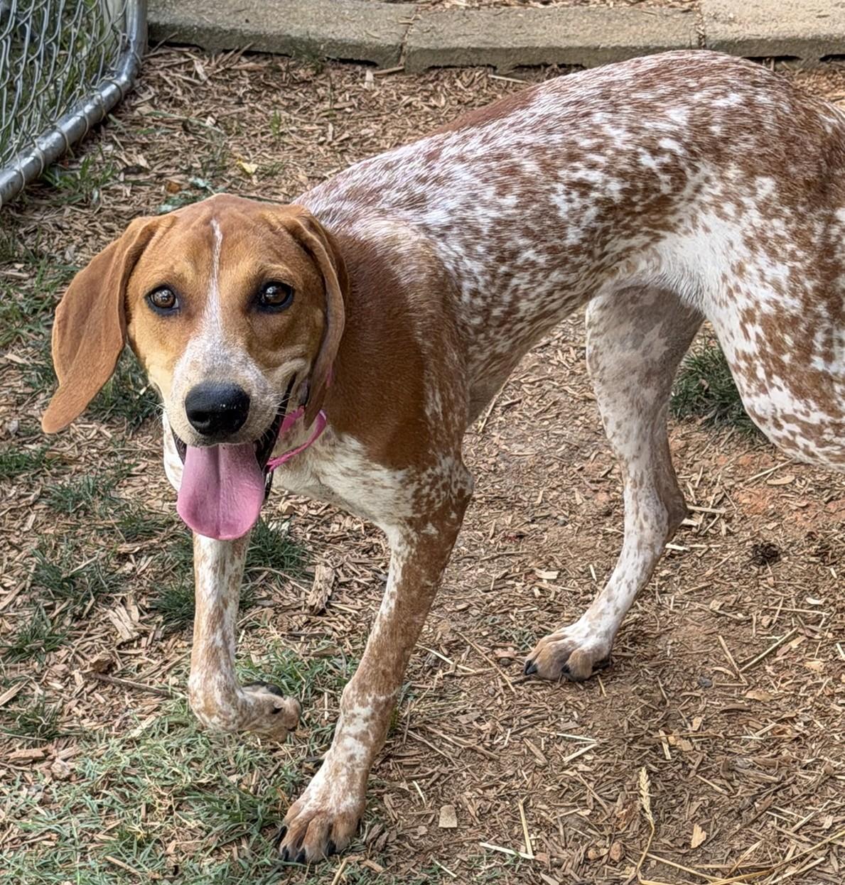 Rachel, Adopted, Puppy Female Coonhound.