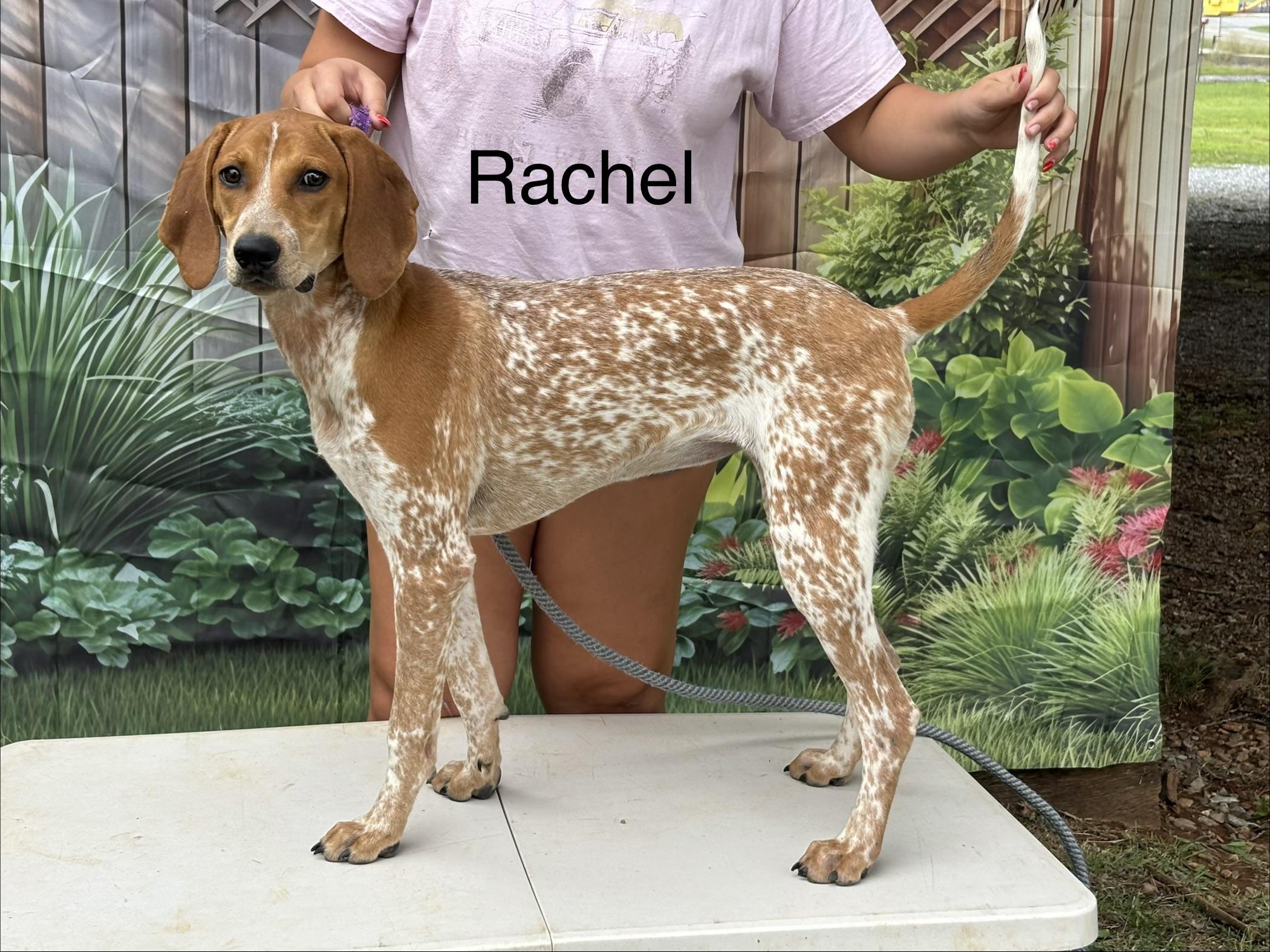 Enlarge Rachel, a Adopted Coonhound in Lexington, MA image 2/5