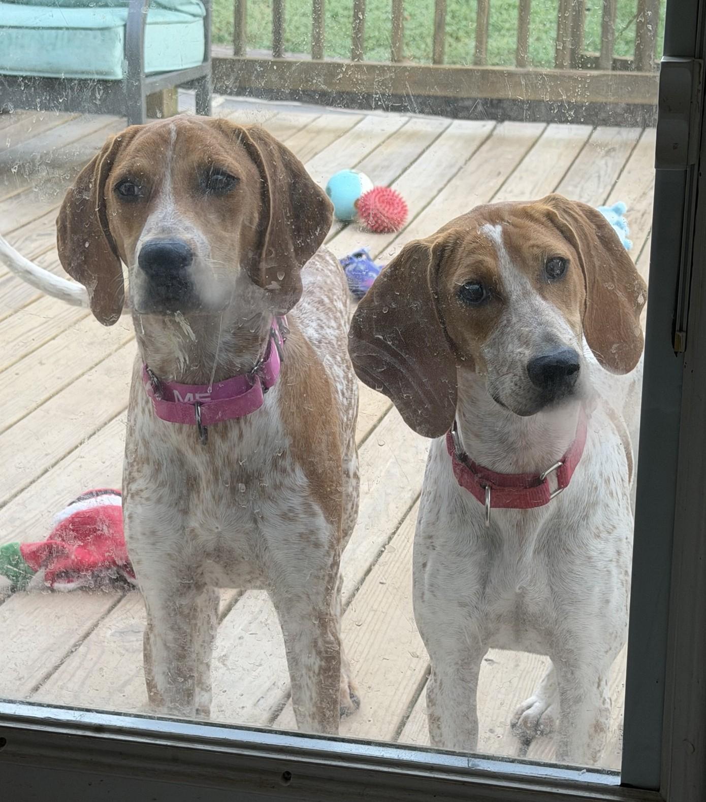 Enlarge Rachel, a Adopted Coonhound in Lexington, MA image 4/5
