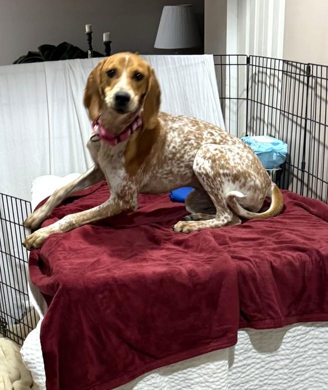 Enlarge Rachel, a Adopted Coonhound in Lexington, MA image 5/5
