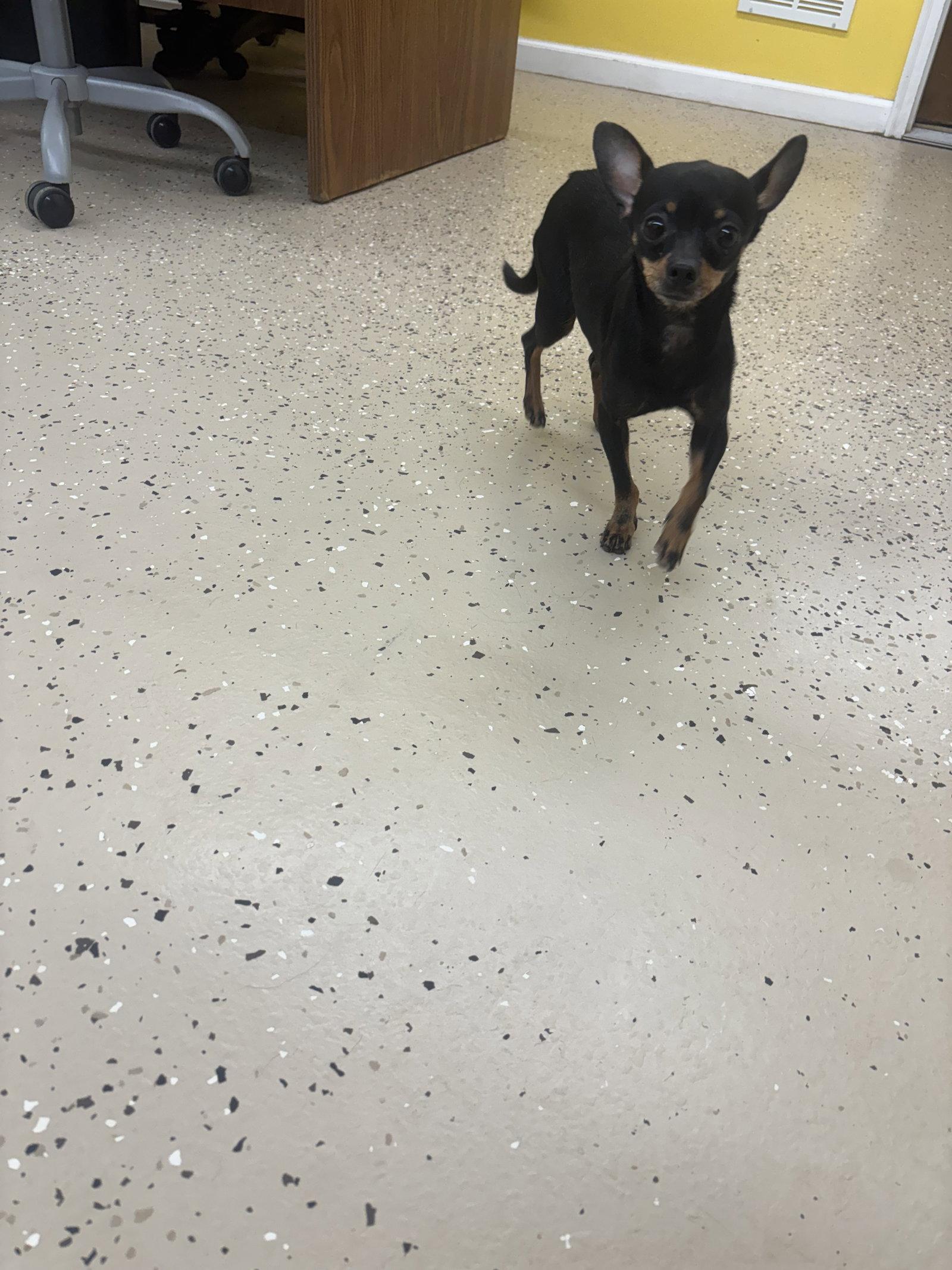 Enlarge Tiny, a Adopted Chihuahua in York, SC image 1/3