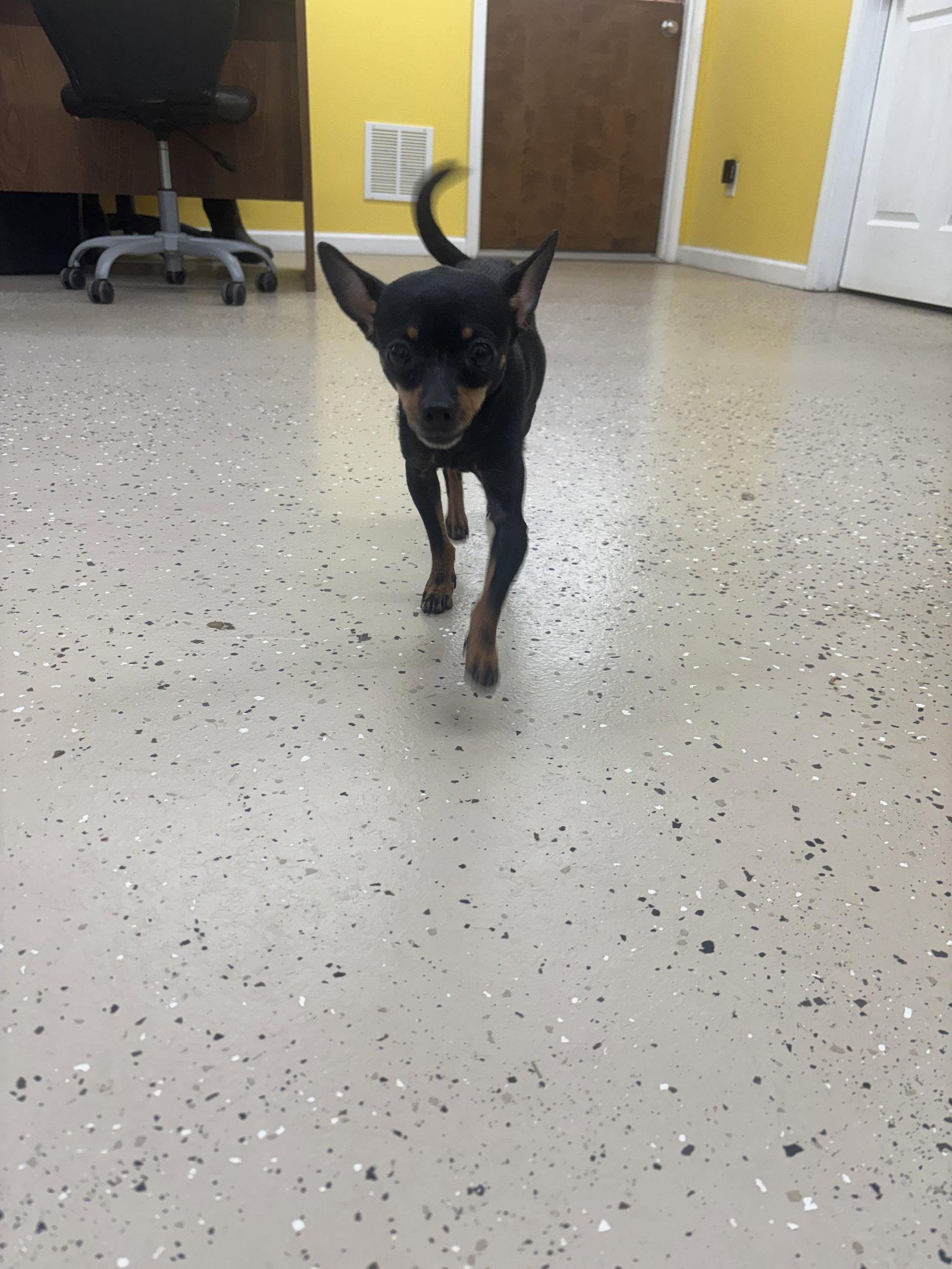 Enlarge Tiny, a Adopted Chihuahua in York, SC image 2/3