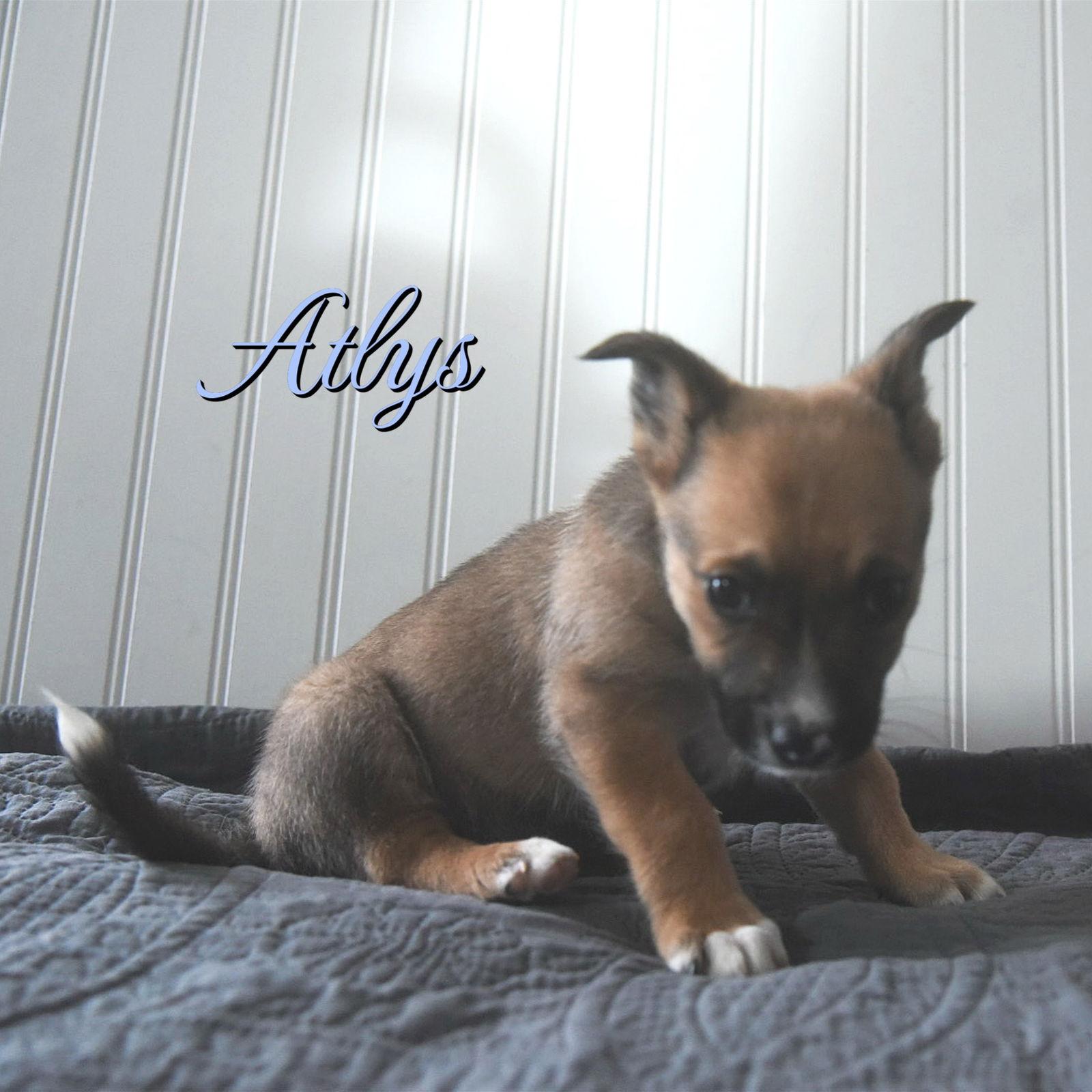 Atlys — thumbnail 2