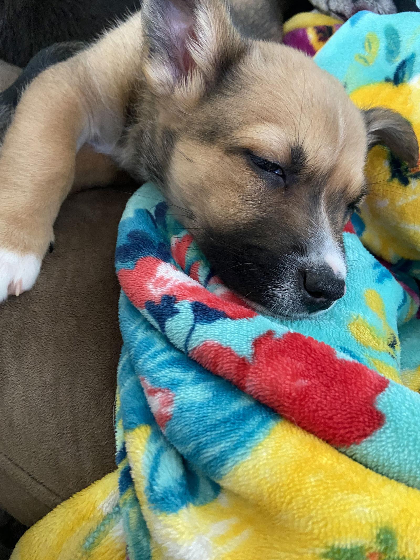 Atlys — thumbnail 3